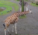PDX_-_Giraffes_01.jpg